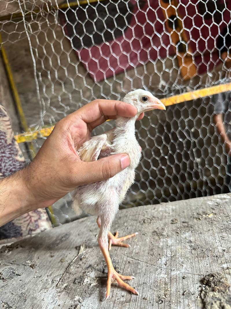 Aseel chicks 2