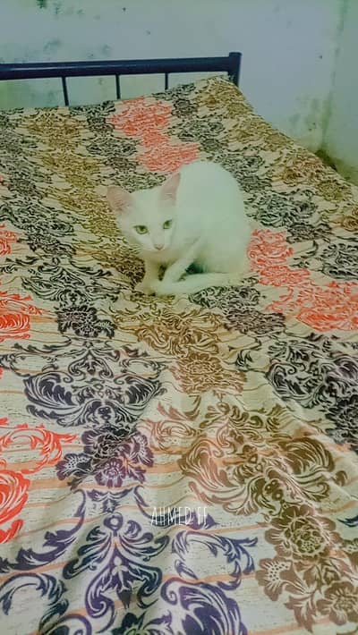 beautiful cat for sale never bite very friendly female cat abi young