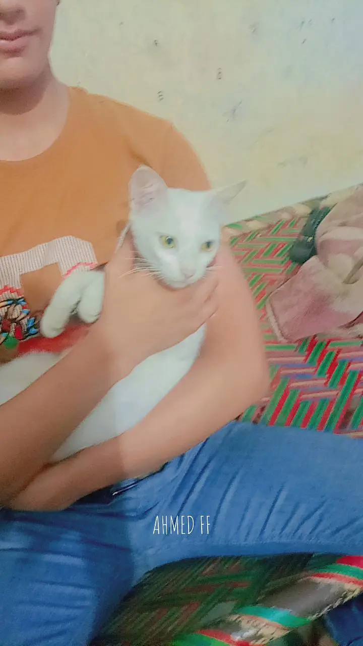 beautiful cat for sale never bite very friendly female cat abi young — photo 2