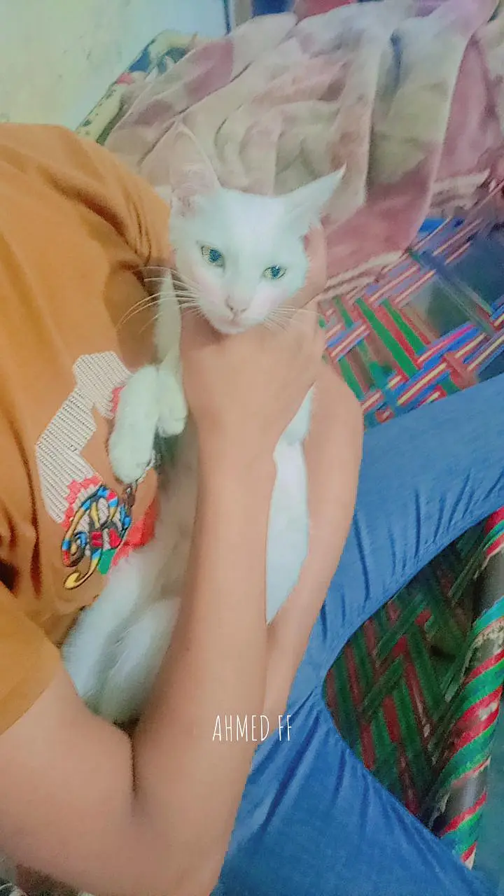 beautiful cat for sale never bite very friendly female cat abi young — photo 3