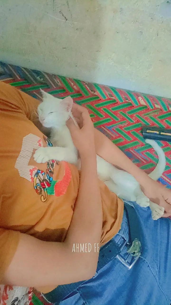 beautiful cat for sale never bite very friendly female cat abi young — photo 4