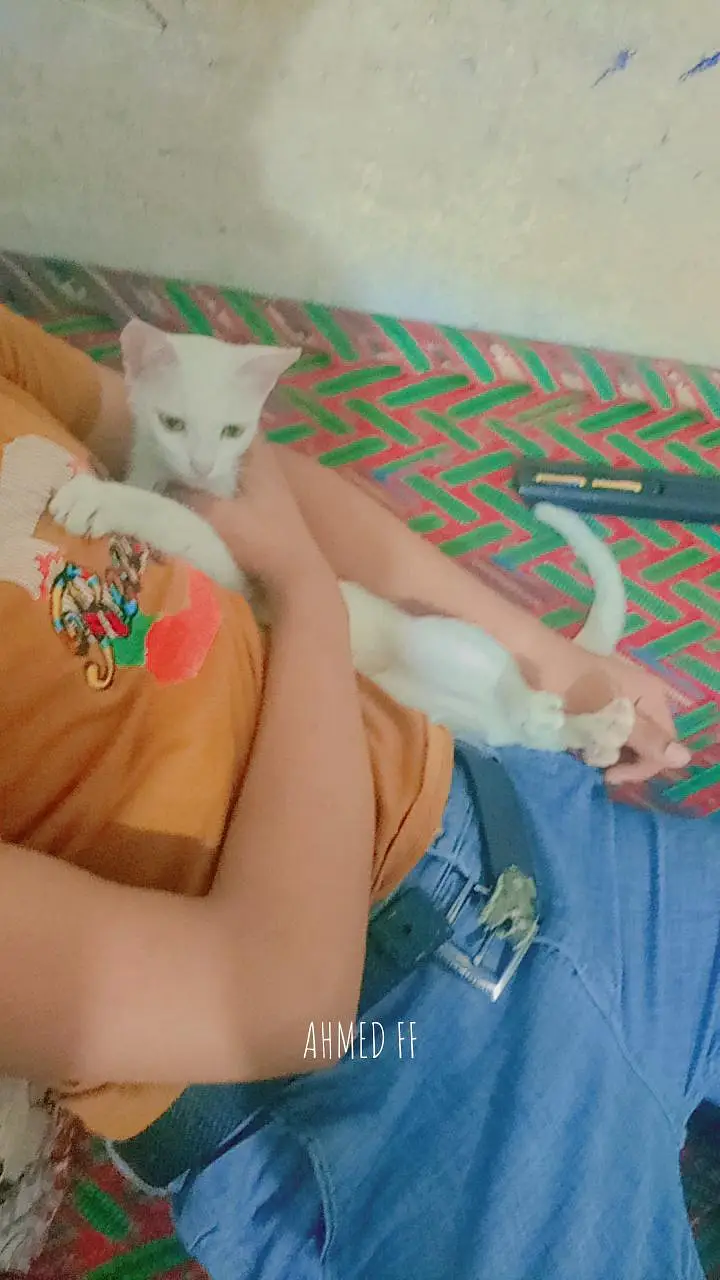 beautiful cat for sale never bite very friendly female cat abi young — photo 5