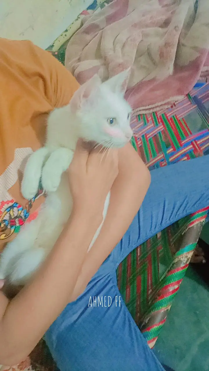 beautiful cat for sale never bite very friendly female cat abi young — photo 6