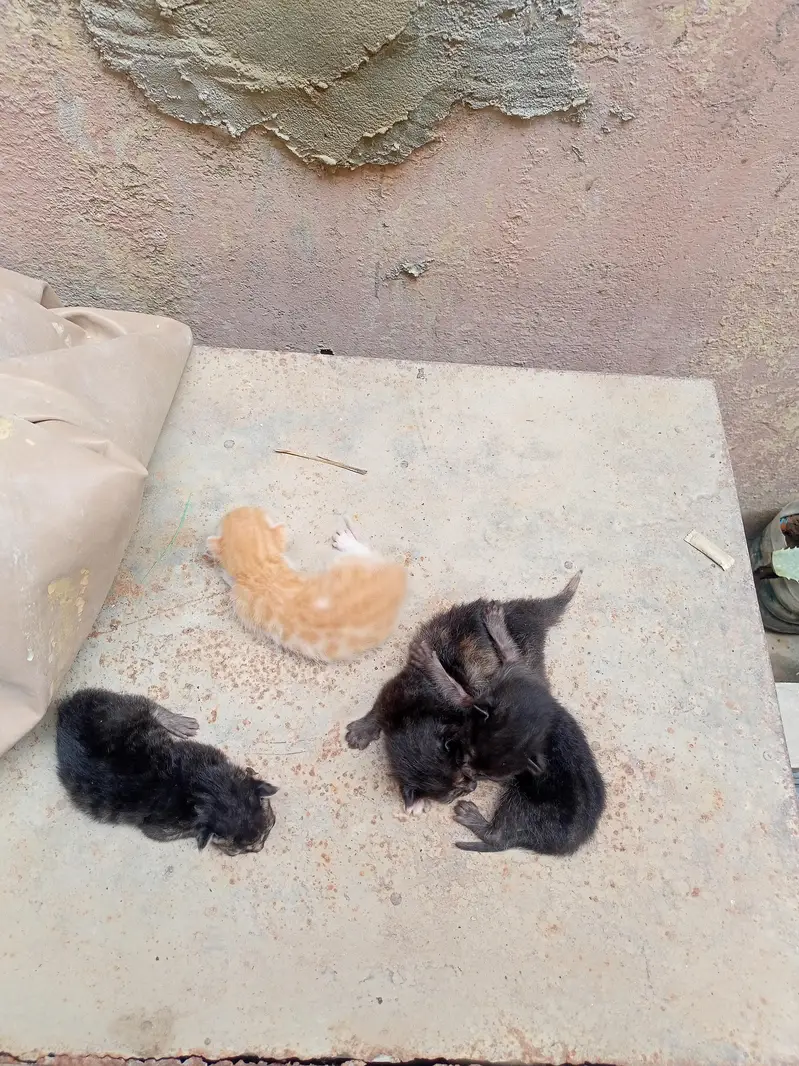 cat with cute kittens — photo 2