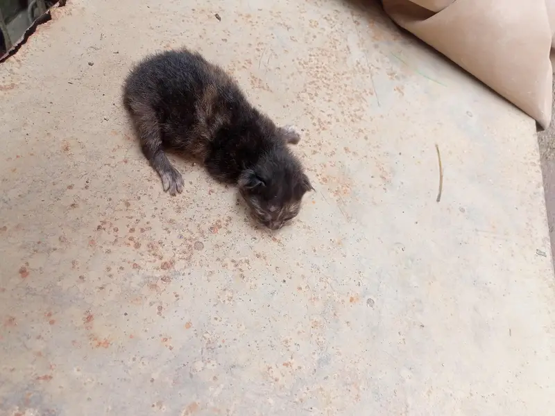 cat with cute kittens — photo 3