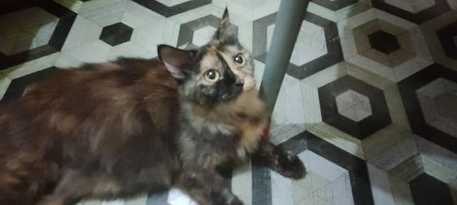 Persian pragnent cat