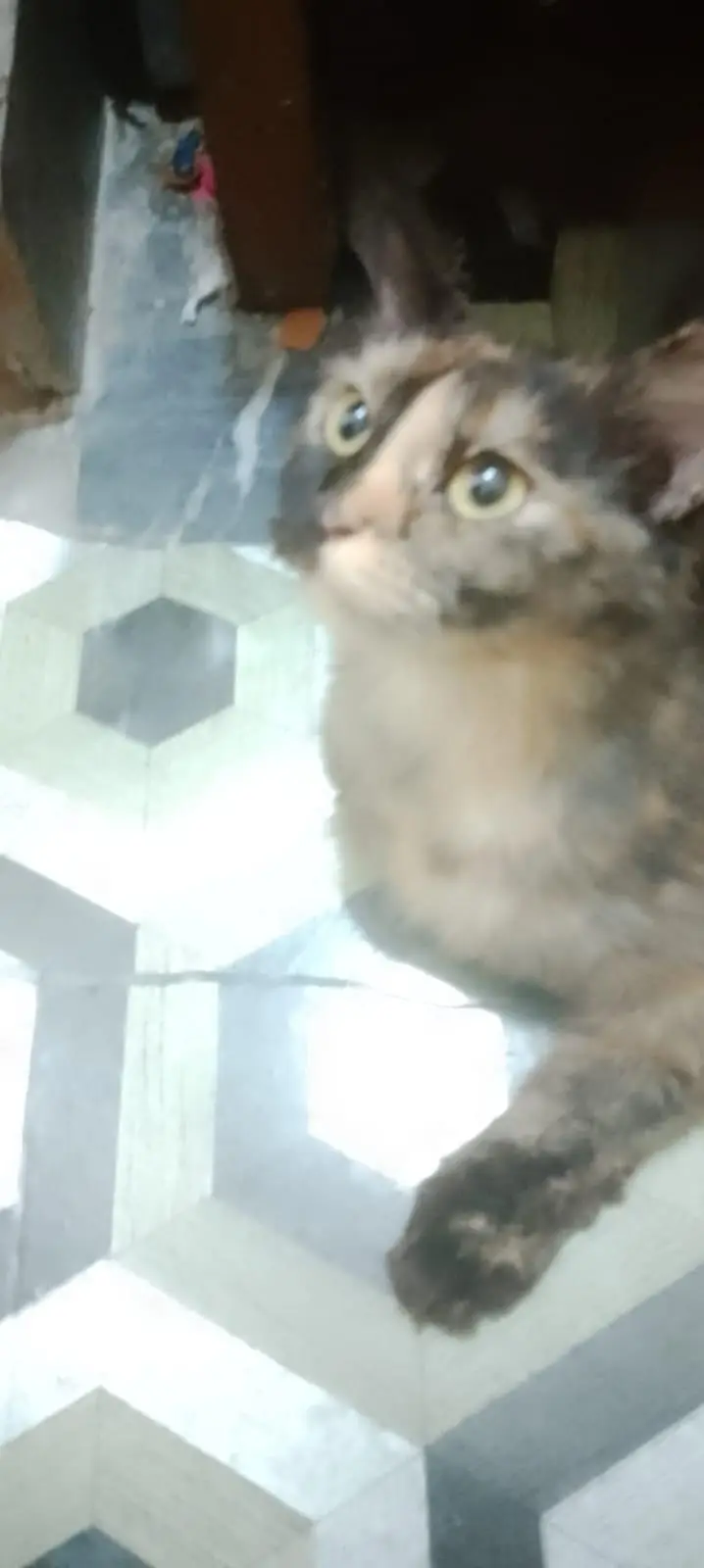 Persian pragnent cat — photo 2