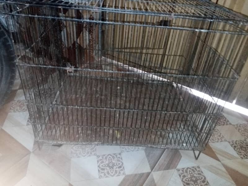Bird Cage 4