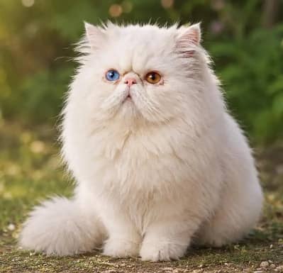 Piki Face Odd eye Stud Male | Peki | Peke | Stud | matting| Persian