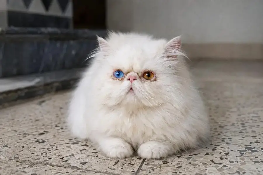 Piki Face Odd eye Stud Male | Peki | Peke | Stud | matting| Persian — photo 2