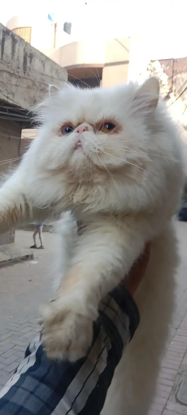 Piki Face Odd eye Stud Male | Peki | Peke | Stud | matting| Persian — photo 3