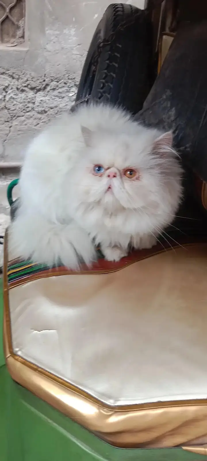 Piki Face Odd eye Stud Male | Peki | Peke | Stud | matting| Persian — photo 4