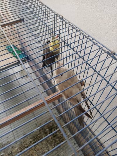 Cocktail parrot pair with cage