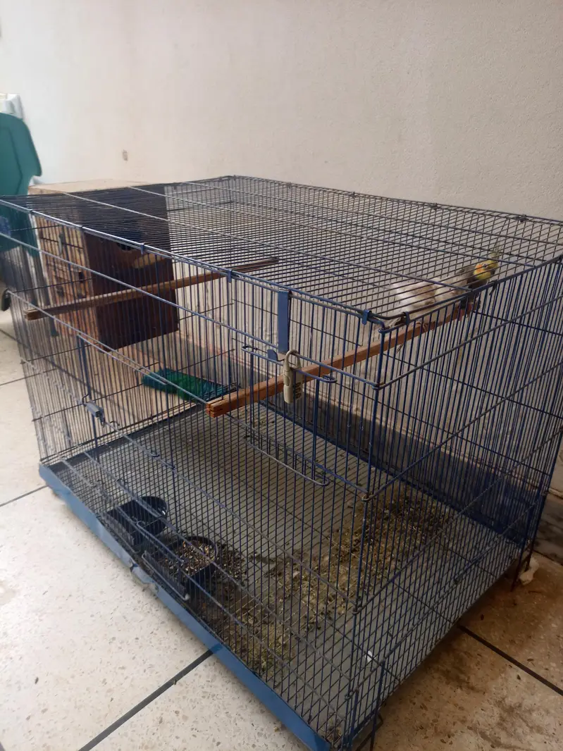 Cocktail parrot pair with cage — photo 2