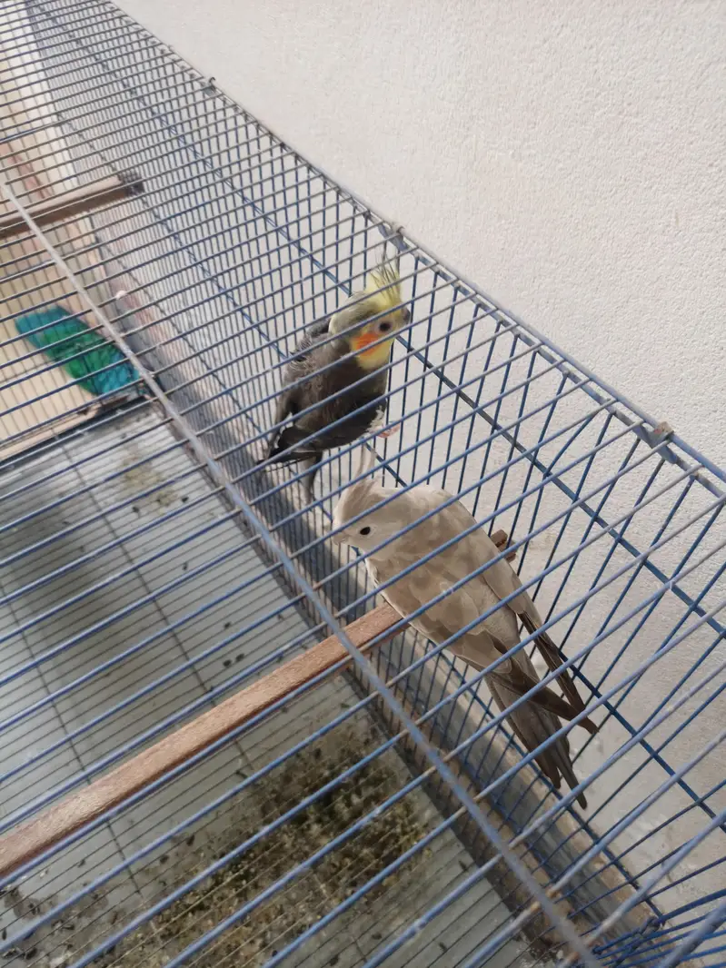 Cocktail parrot pair with cage — photo 3