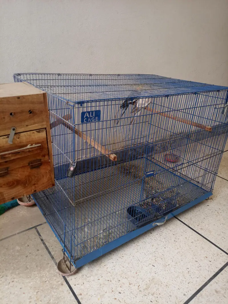 Cocktail parrot pair with cage — photo 4