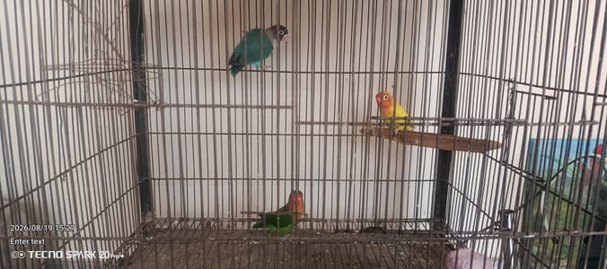 Adult Male an female
