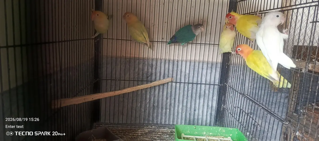 Adult Male an female — photo 3
