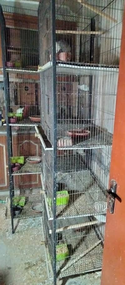 parrots whole set up for sale