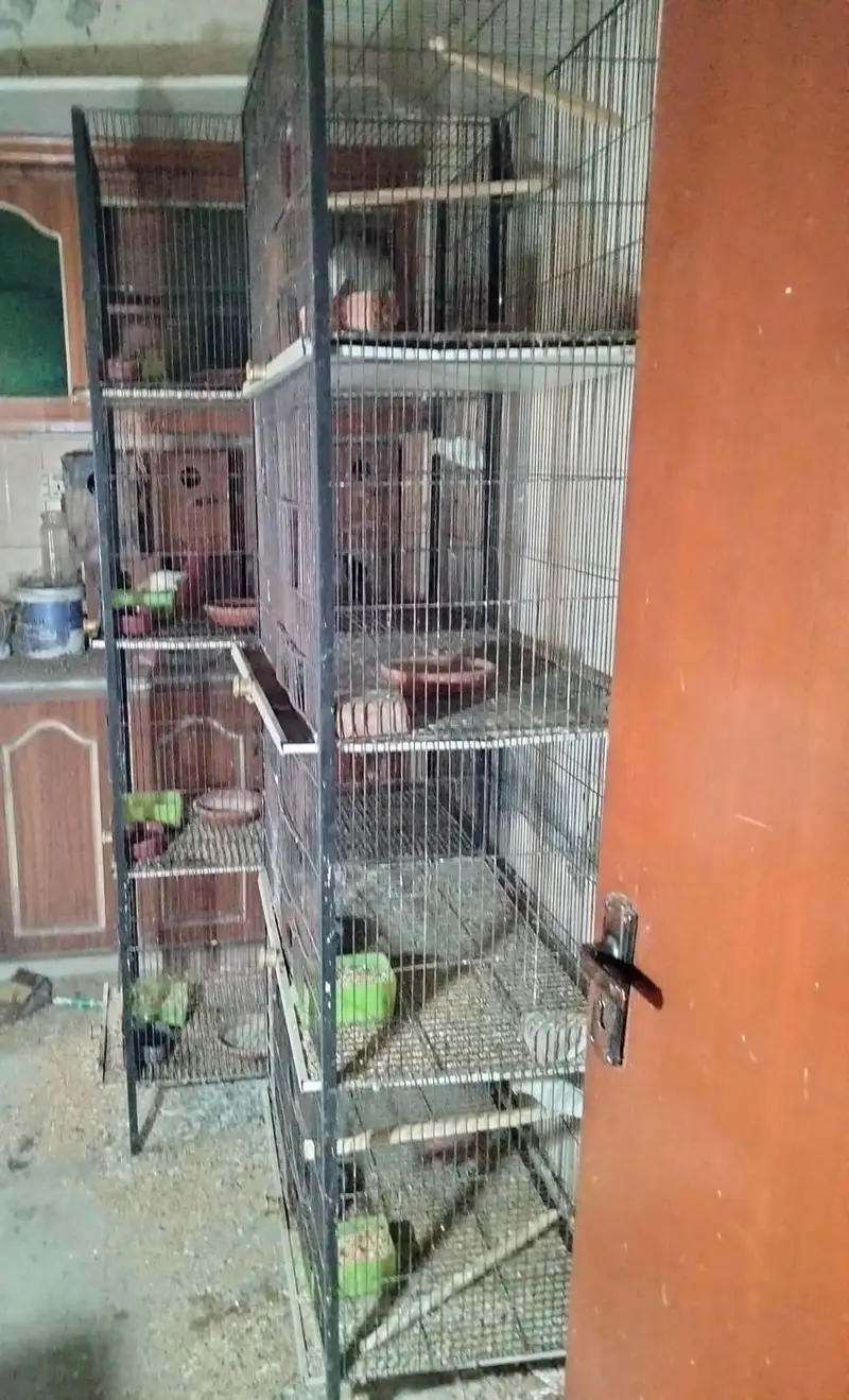 parrots whole set up for sale — photo 2
