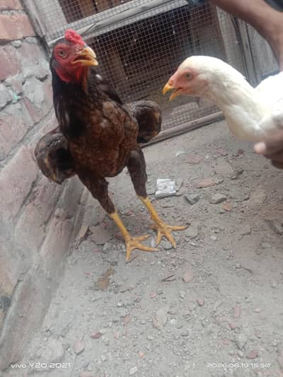 pair for sale