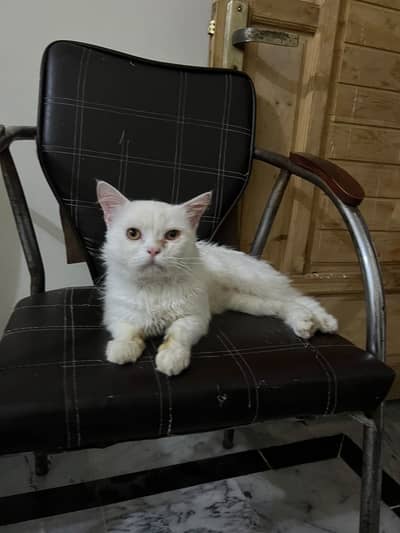 Male triple coated