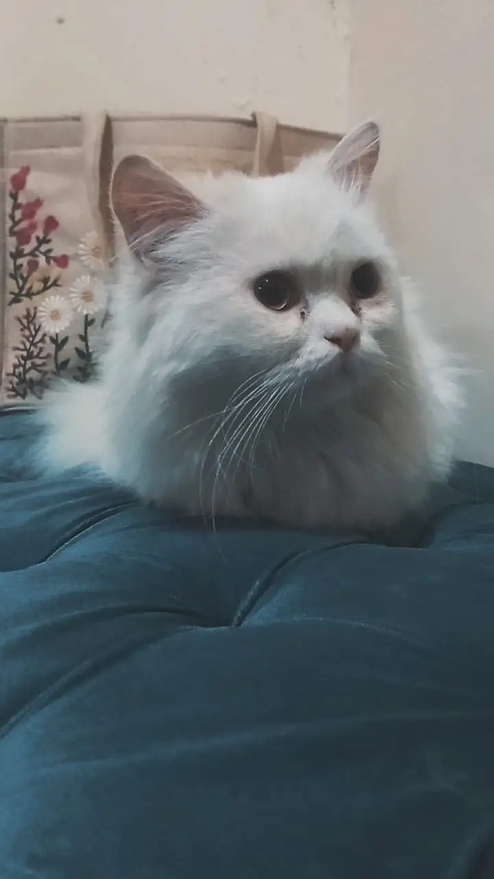 Male triple coated — photo 2