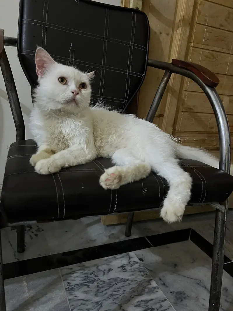 Male triple coated — photo 3