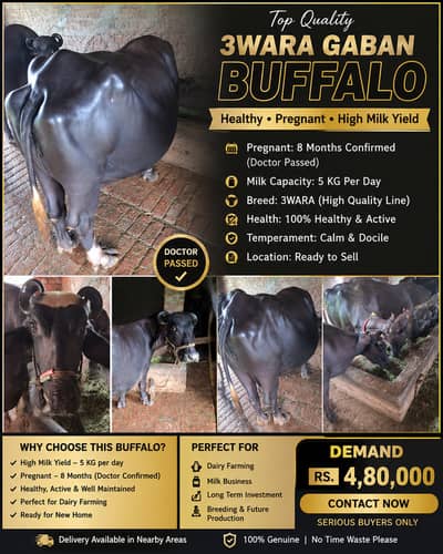  3Wara Gaban Buffalo – 8 Months Pregnant | 5 KG Milk | DR Confirmed