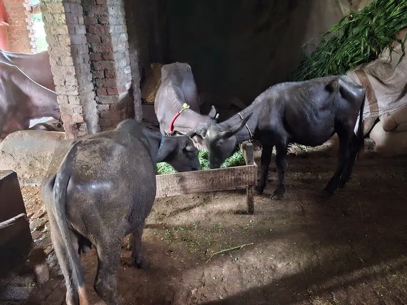  3Wara Gaban Buffalo – 8 Months Pregnant | 5 KG Milk | DR Confirmed — photo 2