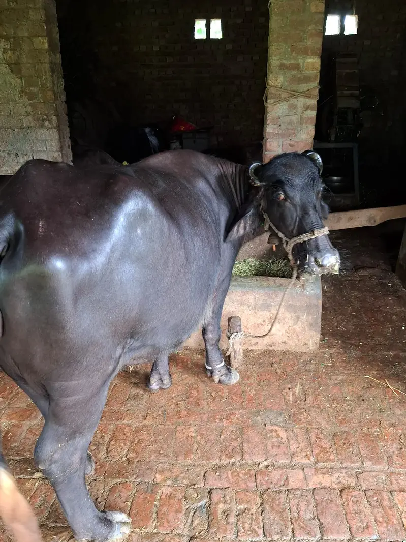  3Wara Gaban Buffalo – 8 Months Pregnant | 5 KG Milk | DR Confirmed — photo 3