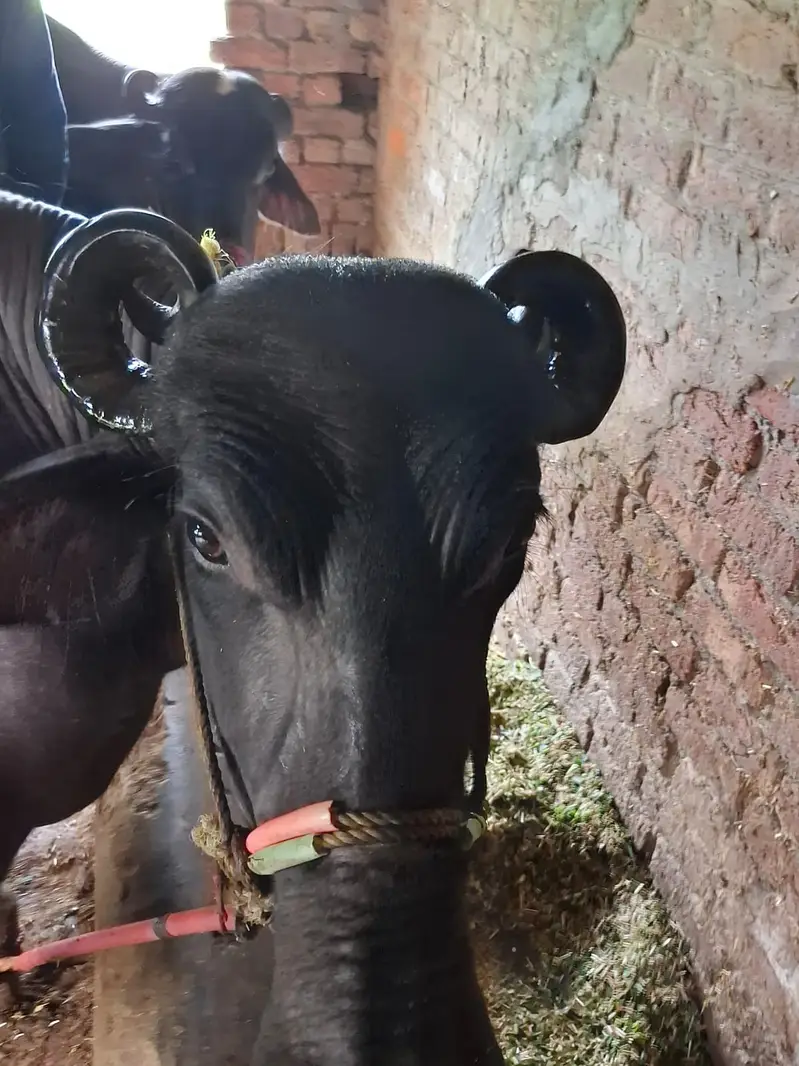  3Wara Gaban Buffalo – 8 Months Pregnant | 5 KG Milk | DR Confirmed — photo 4