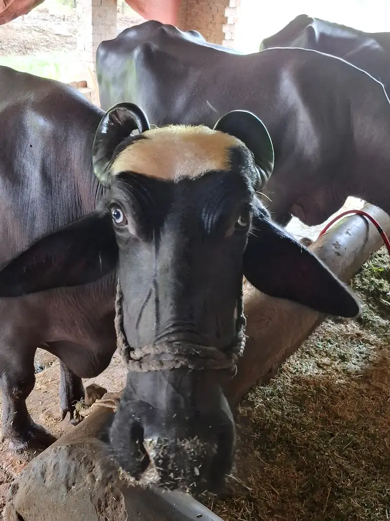  3Wara Gaban Buffalo – 8 Months Pregnant | 5 KG Milk | DR Confirmed — photo 5