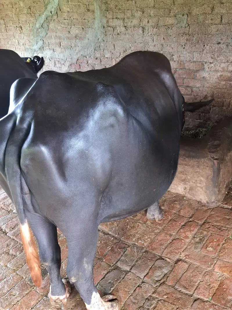  3Wara Gaban Buffalo – 8 Months Pregnant | 5 KG Milk | DR Confirmed — photo 6