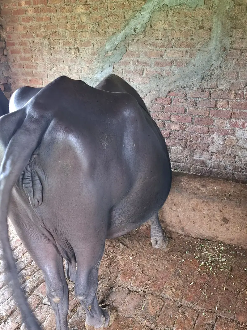  3Wara Gaban Buffalo – 8 Months Pregnant | 5 KG Milk | DR Confirmed — photo 7
