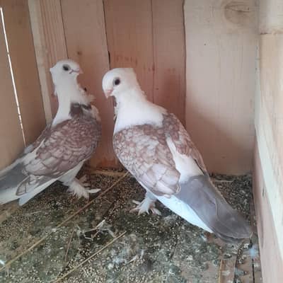 Two Breeder Pairs with Four Portions Cage for Sale