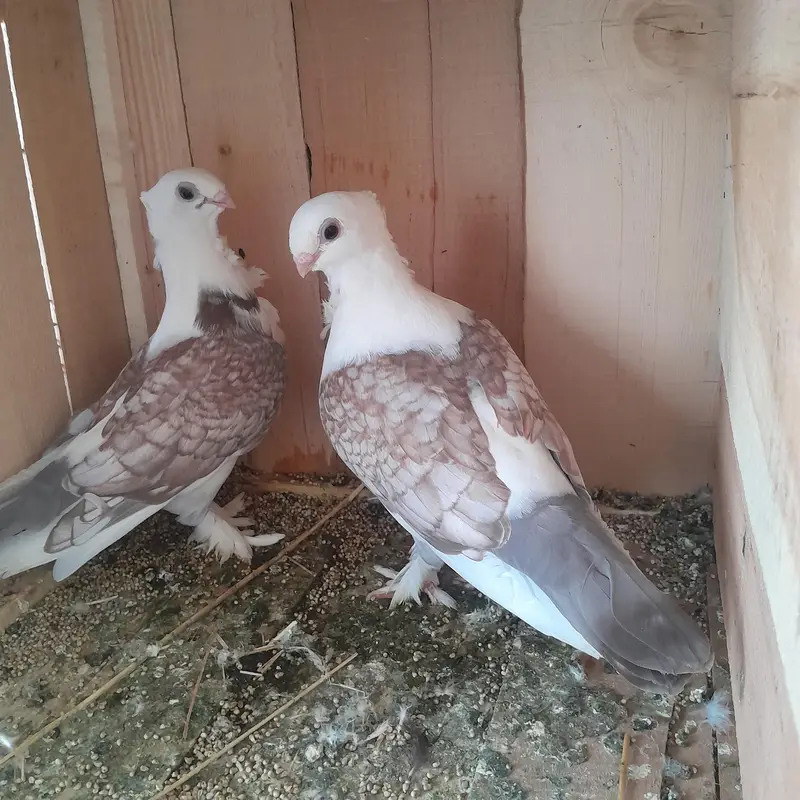 Two Breeder Pairs with Four Portions Cage for Sale