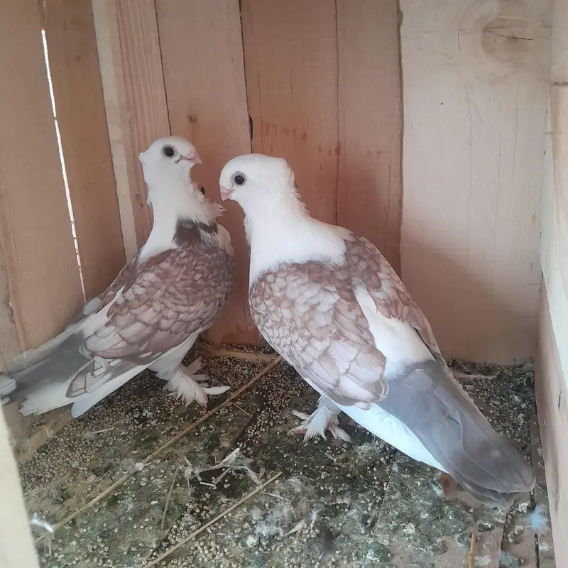 Two Breeder Pairs with Four Portions Cage for Sale — photo 2