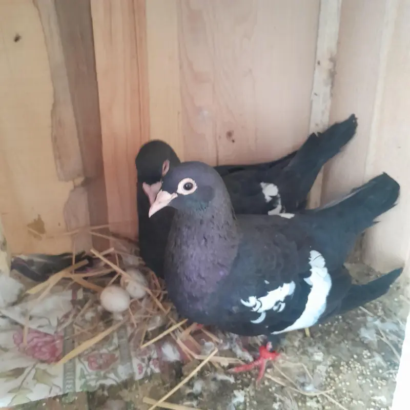 Two Breeder Pairs with Four Portions Cage for Sale — photo 4