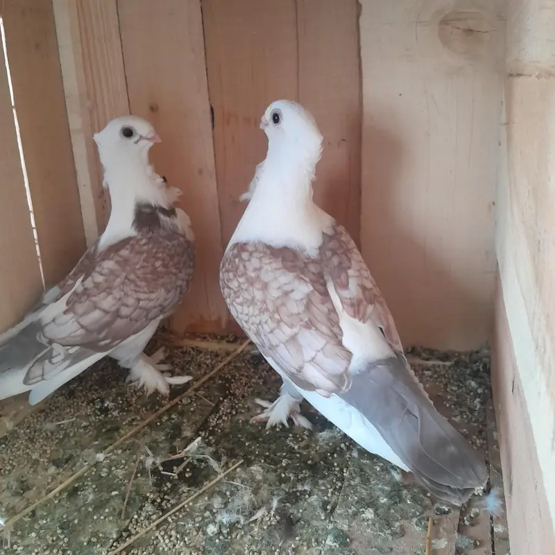 Two Breeder Pairs with Four Portions Cage for Sale — photo 5