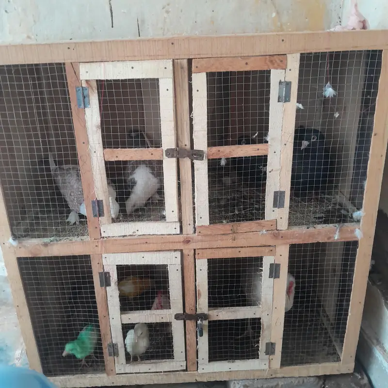 Two Breeder Pairs with Four Portions Cage for Sale — photo 6