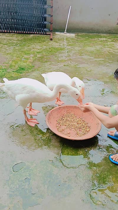 long neck duck