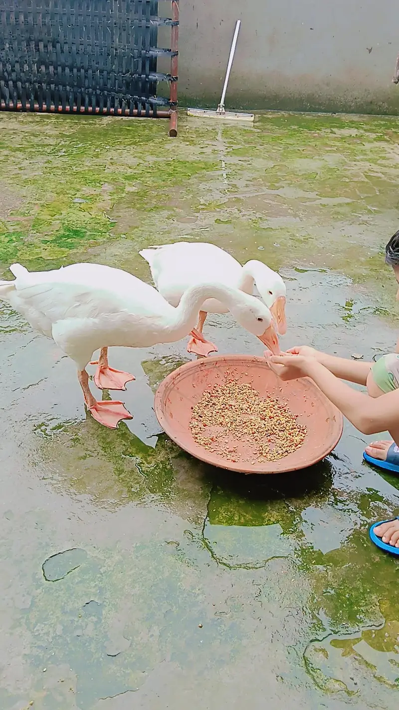 long neck duck