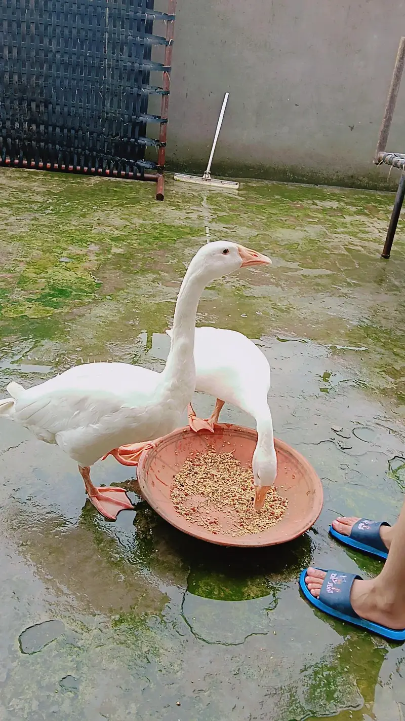 long neck duck — photo 2