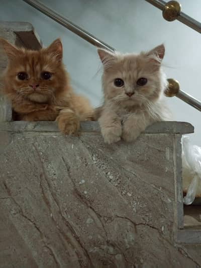 Persian triple coated male kittens available