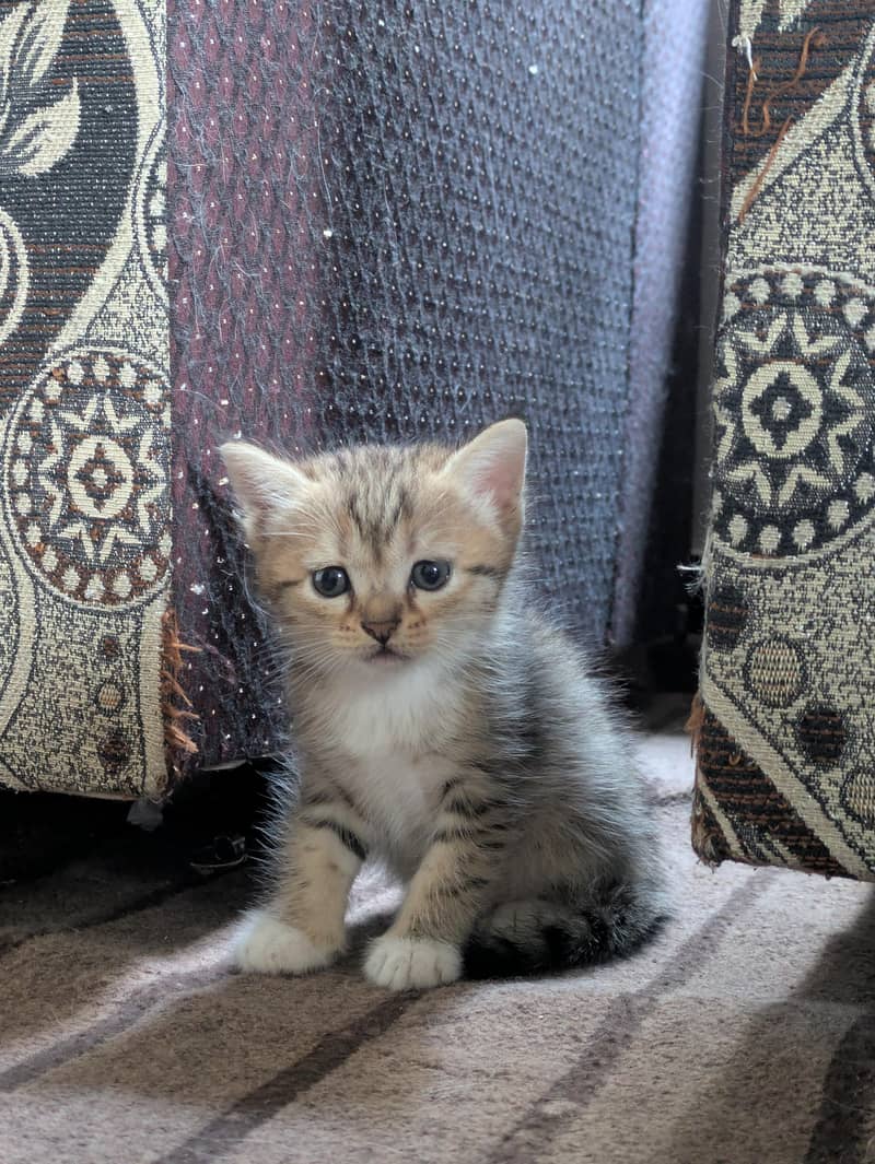 Persian kittens 0