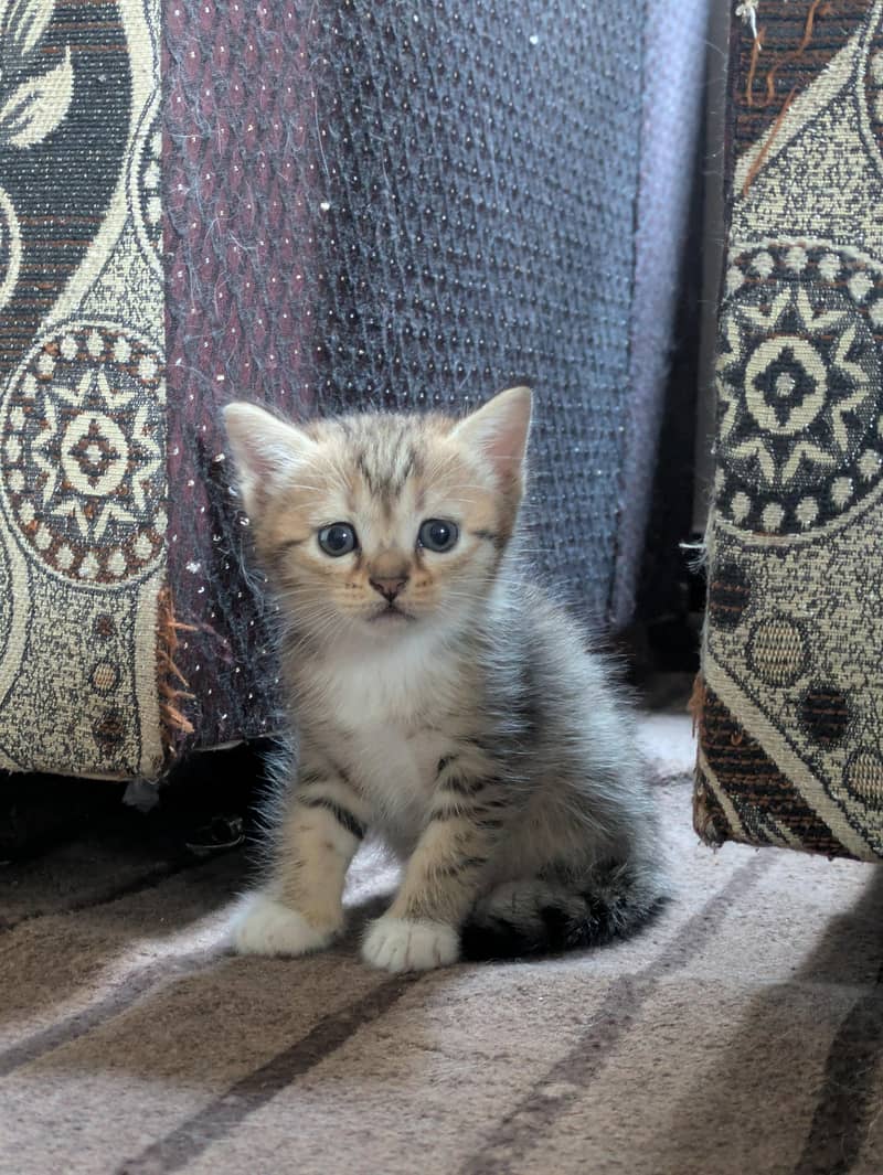 Persian kittens 1