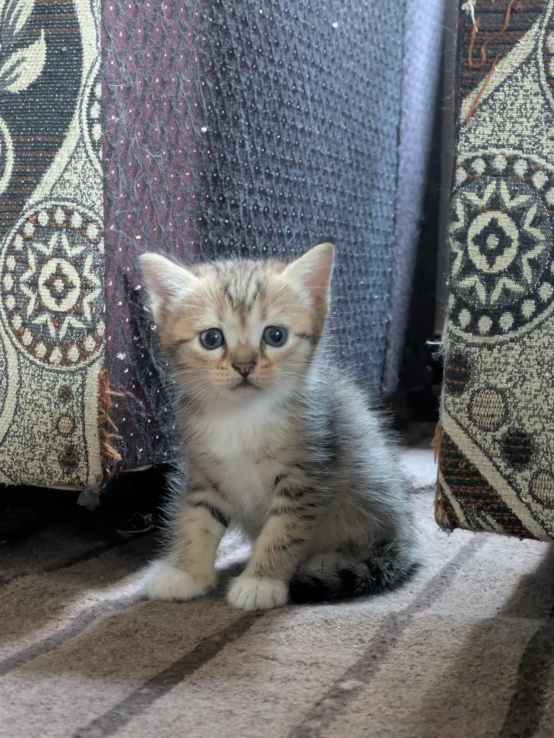 Persian kittens — photo 2