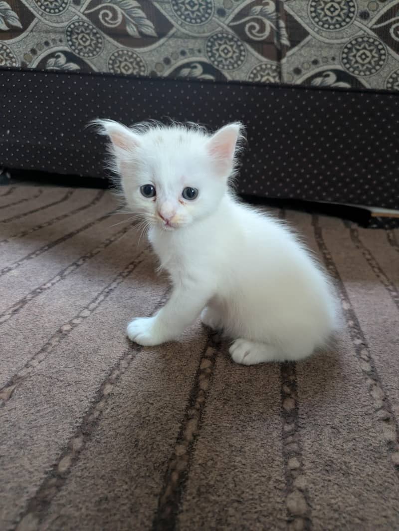 Persian kittens 2