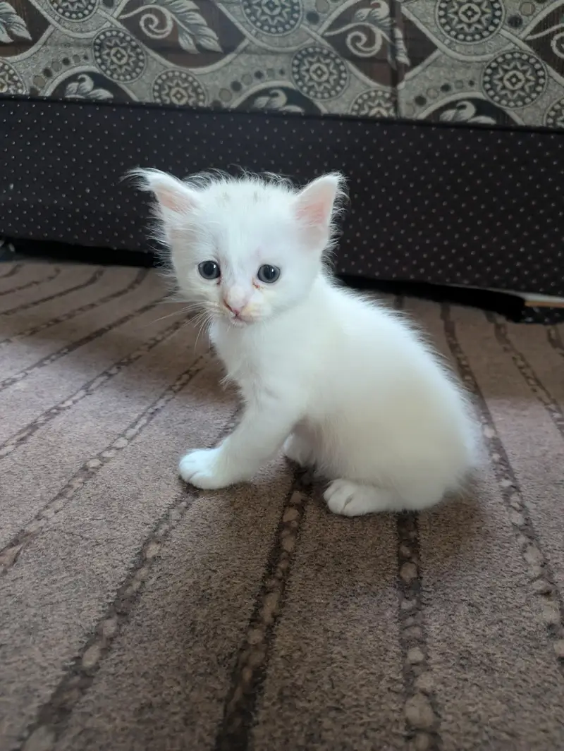 Persian kittens — photo 3